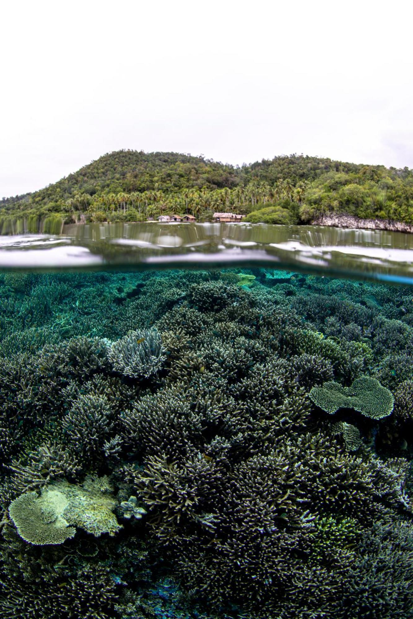 Mansuar Raja Ampat Bungalows Kri Eksteriør billede